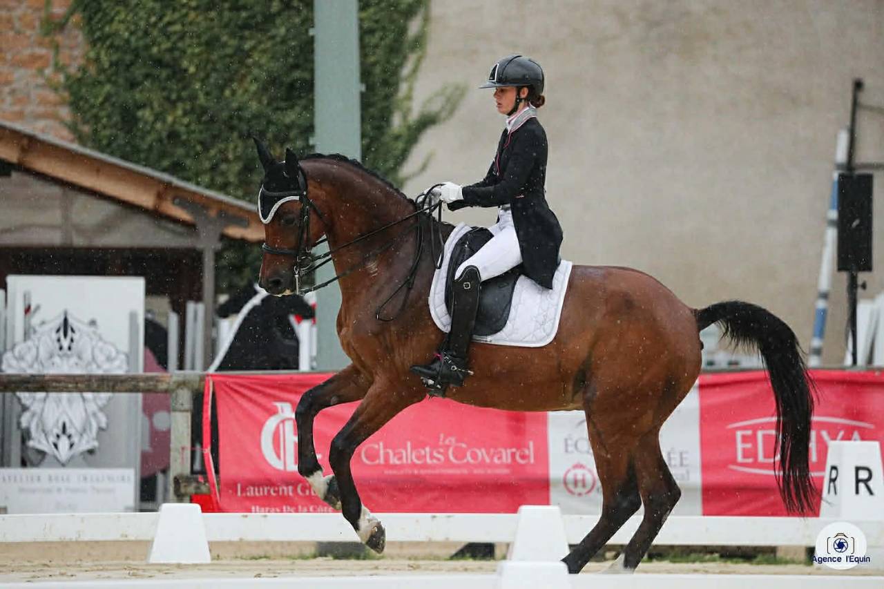 Gelding BWP Belgian Warmblood For sale 2011 Bay