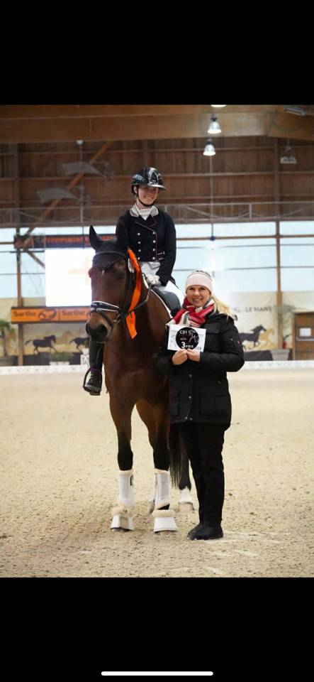 Gelding BWP Belgian Warmblood For sale 2011 Bay