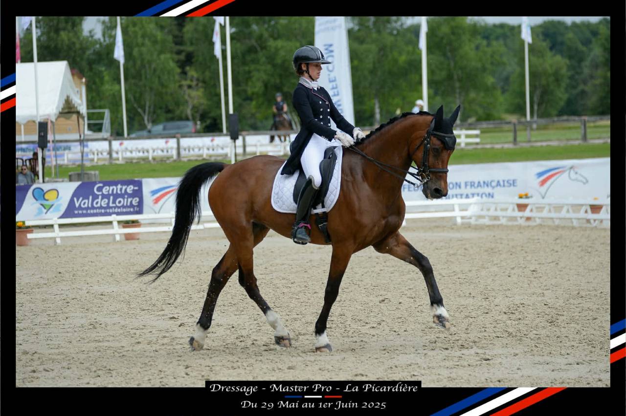 Gelding BWP Belgian Warmblood For sale 2011 Bay
