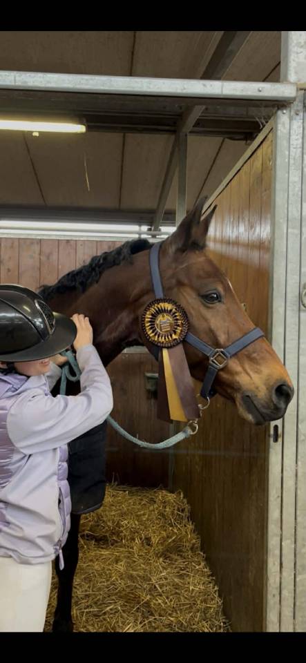 Gelding BWP Belgian Warmblood For sale 2011 Bay