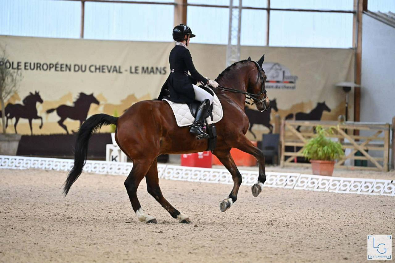 Gelding BWP Belgian Warmblood For sale 2011 Bay
