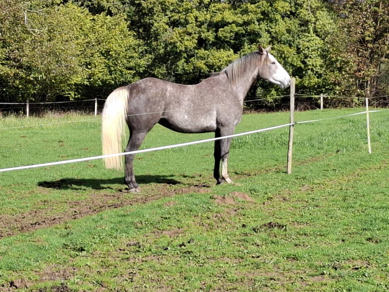 Gelding Saddle Horse For sale 2021 Grey