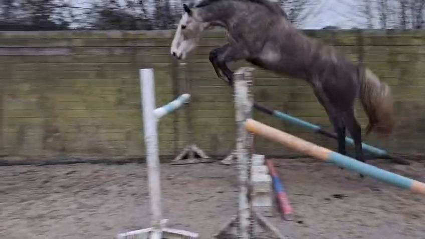 Gelding Saddle Horse For sale 2021 Grey