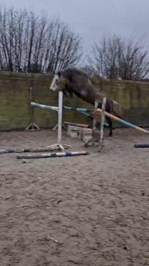 Gelding Saddle Horse For sale 2021 Grey