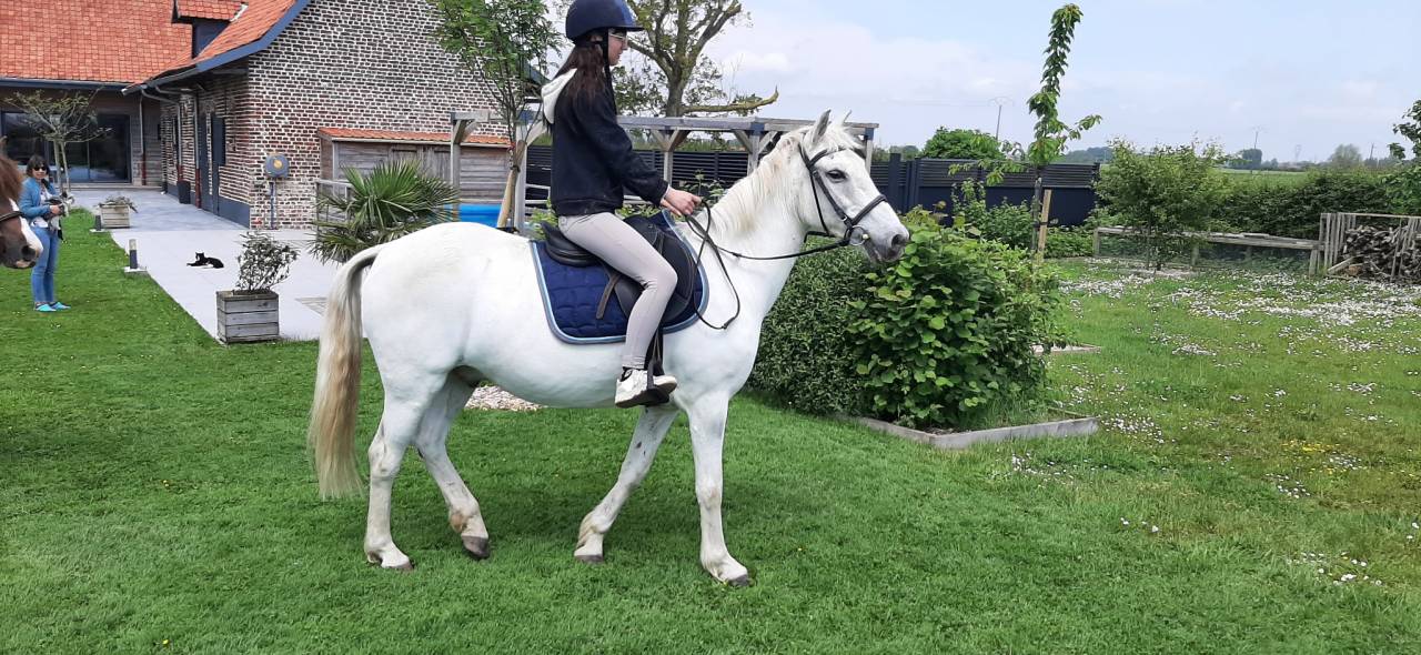 Gelding No Origin Recorded For sale 2000 Grey