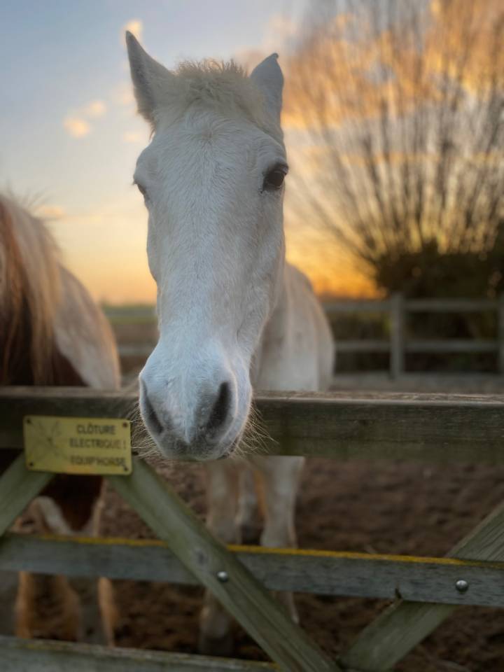 Gelding No Origin Recorded For sale 2000 Grey