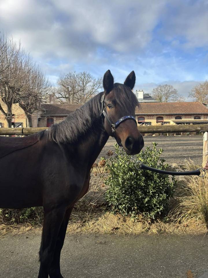 Mare New Forest For sale 2021 Bay