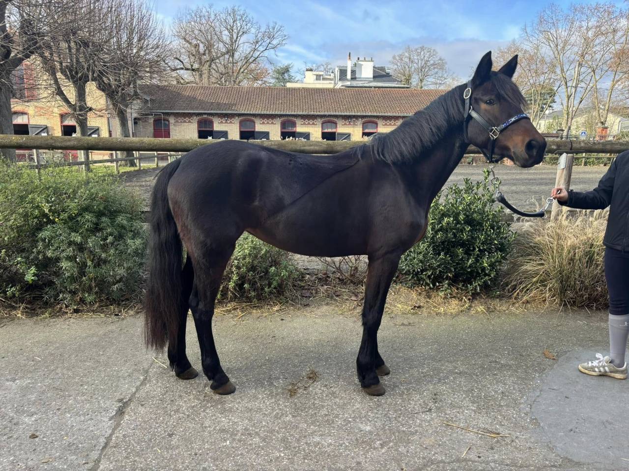 Mare New Forest For sale 2021 Bay