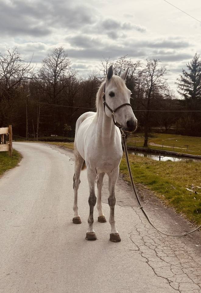 Gelding Other Horse Breed For sale 2019 Chesnut