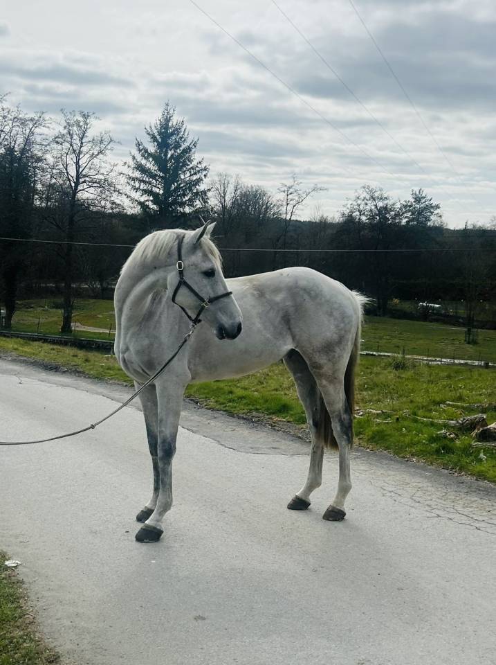 Gelding Other Horse Breed For sale 2019 Chesnut
