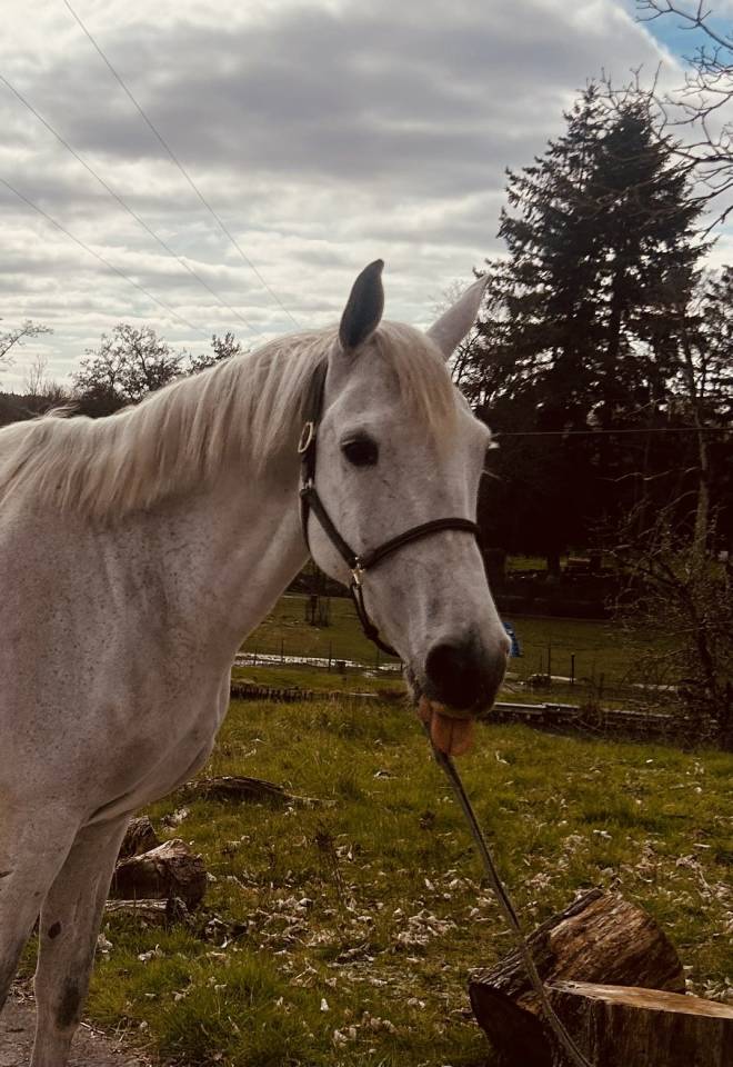 Gelding Other Horse Breed For sale 2019 Chesnut
