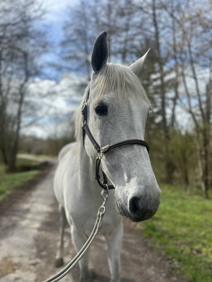 Gelding Other Horse Breed For sale 2019 Chesnut
