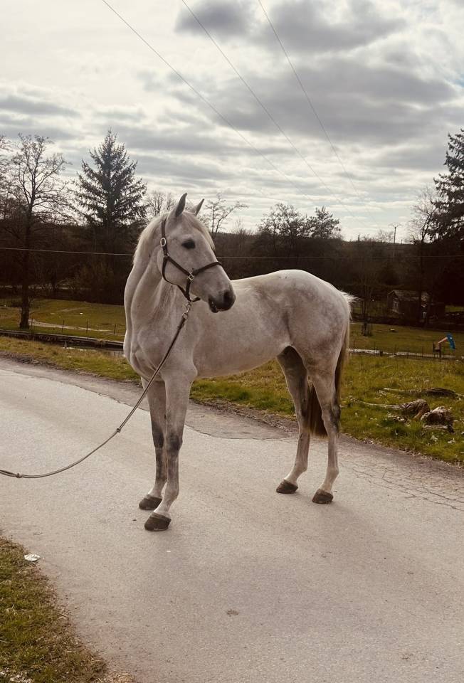 Gelding Other Horse Breed For sale 2019 Chesnut