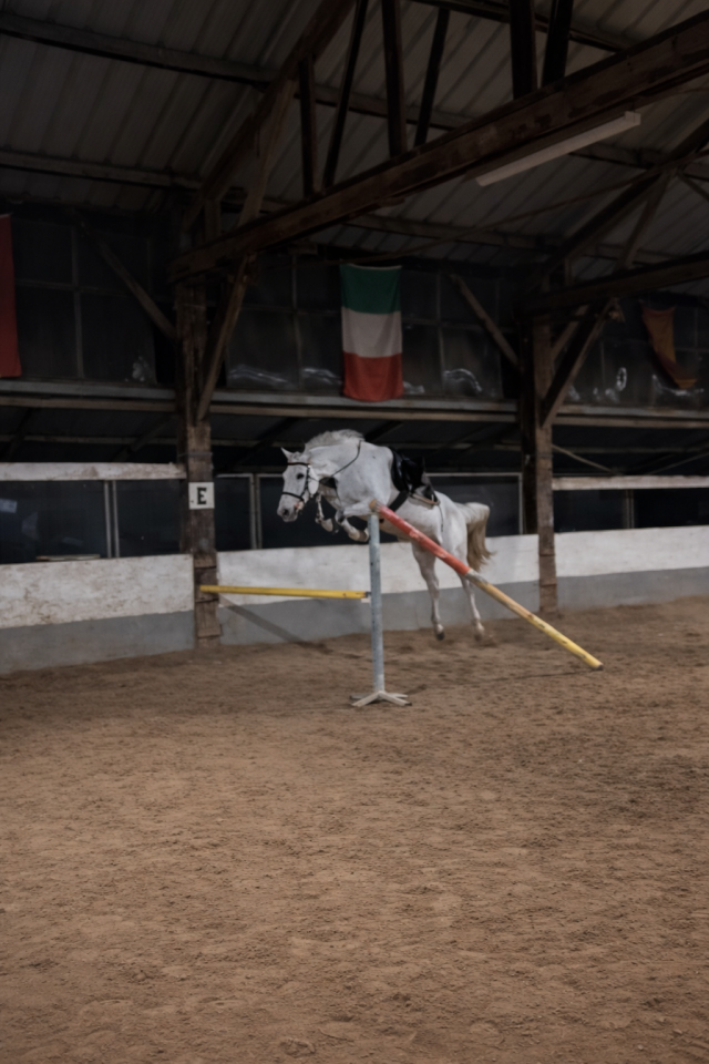 Gelding Other Horse Breed For sale 2019 Chesnut