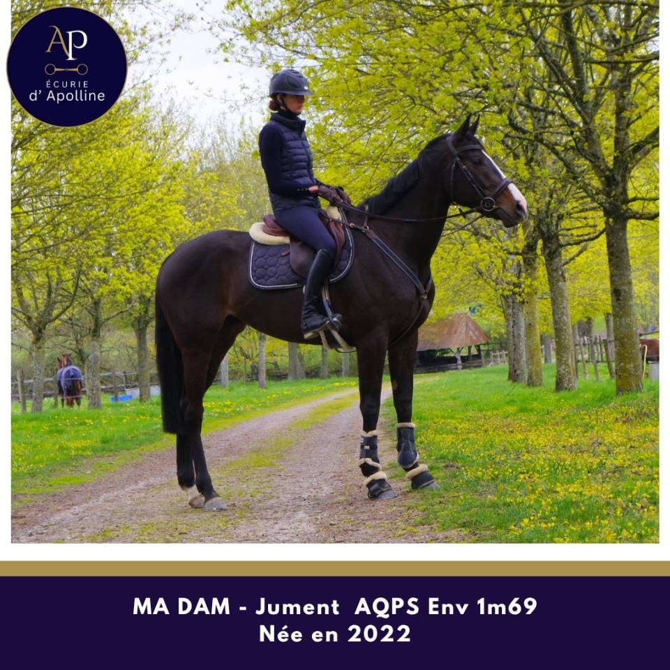 Mare AQPS For sale 2022 Bay