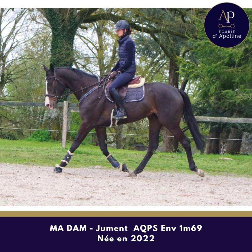 Mare AQPS For sale 2022 Bay