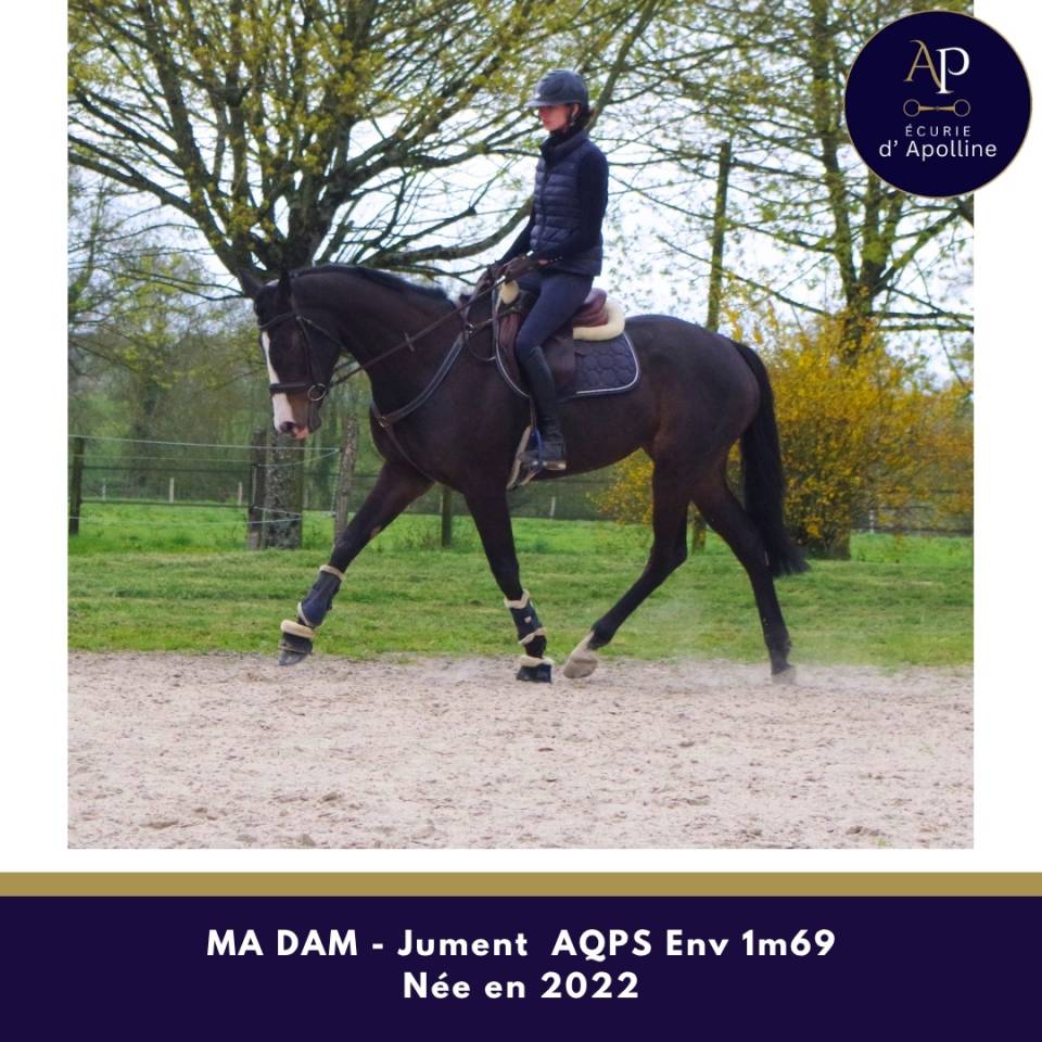 Mare AQPS For sale 2022 Bay