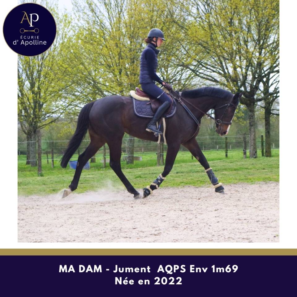 Mare AQPS For sale 2022 Bay