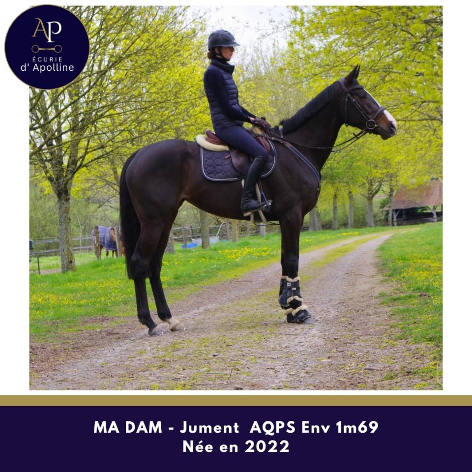 Mare AQPS For sale 2022 Bay