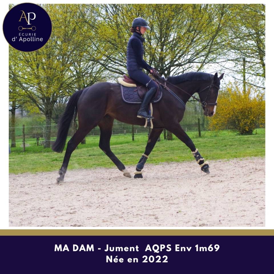 Mare AQPS For sale 2022 Bay