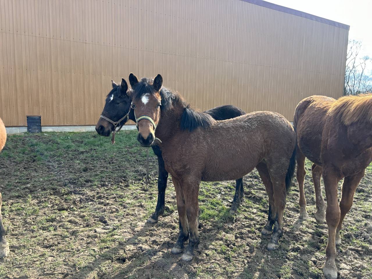Filly French Saddle Pony For sale 2025 Bay