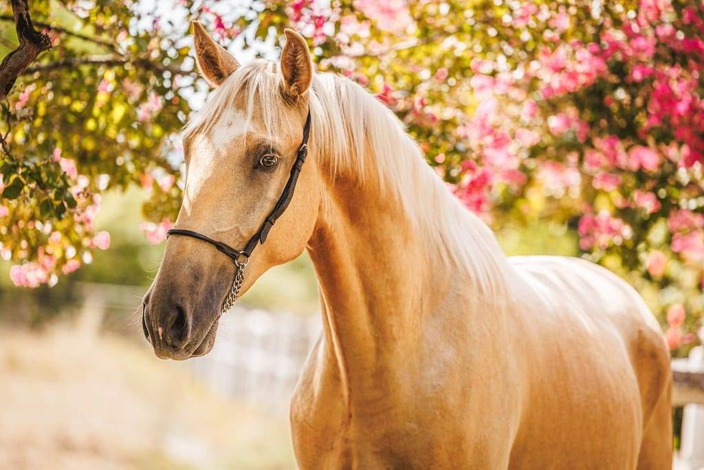 Gelding Lusitano For sale 2023 Palomino