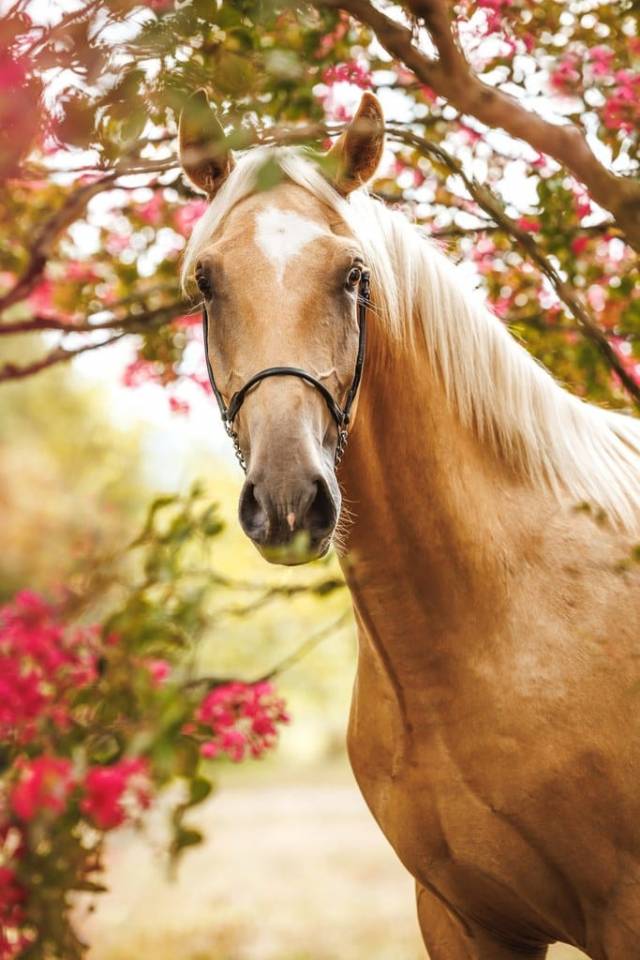 Gelding Lusitano For sale 2023 Palomino