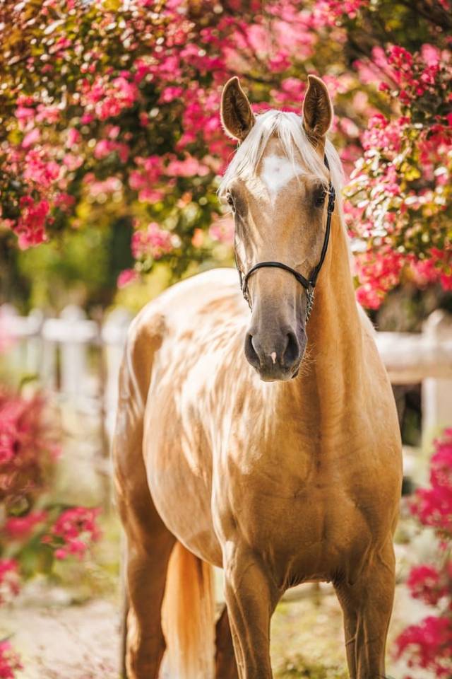 Gelding Lusitano For sale 2023 Palomino