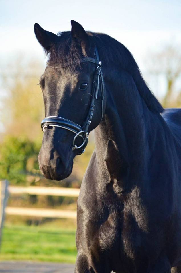 Mare KWPN Dutch Warmblood For sale 2022 Black