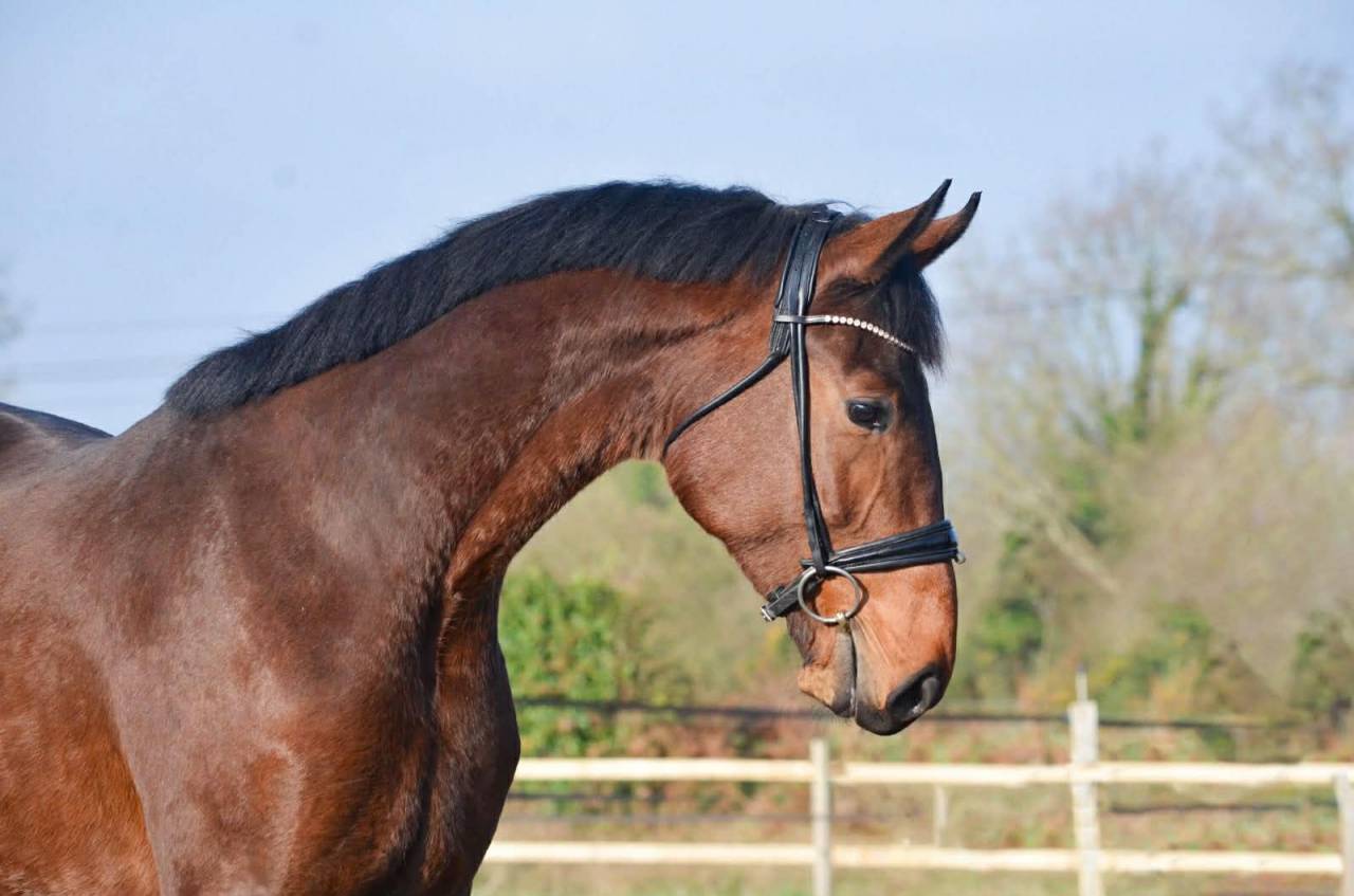 Gelding KWPN Dutch Warmblood For sale 2022 Bay