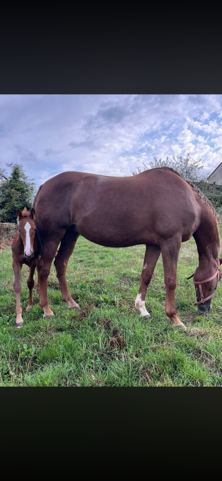 Mare Selle Fran&ccedil;ais For sale 2010 Liver chestnut