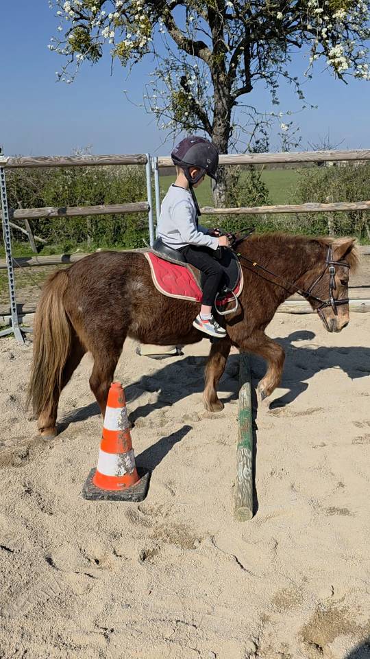 Mare No Origin Recorded For sale 2025 Chesnut