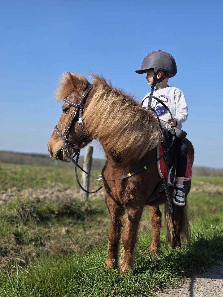 Mare No Origin Recorded For sale 2025 Chesnut