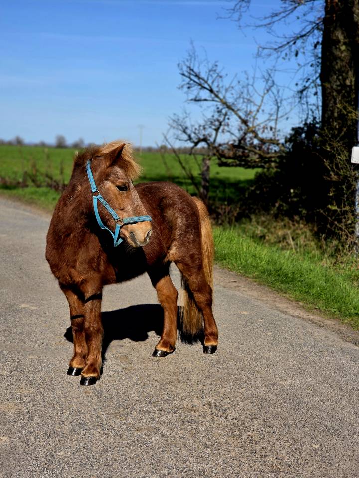 Mare No Origin Recorded For sale 2025 Chesnut