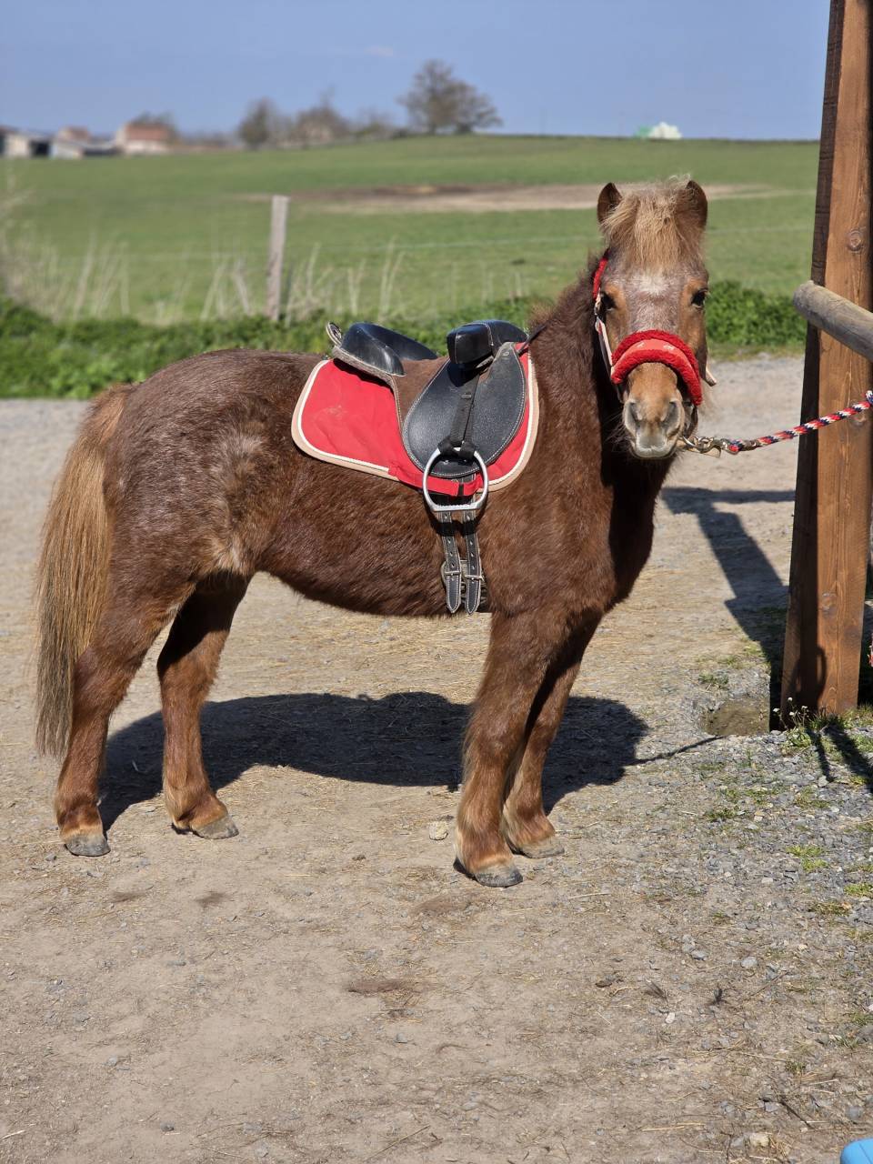 Mare No Origin Recorded For sale 2025 Chesnut