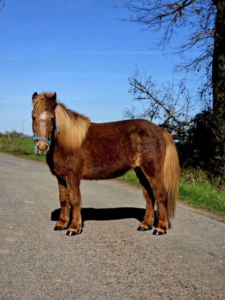 Mare No Origin Recorded For sale 2025 Chesnut
