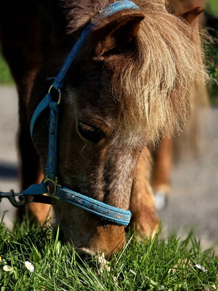 Mare No Origin Recorded For sale 2025 Chesnut