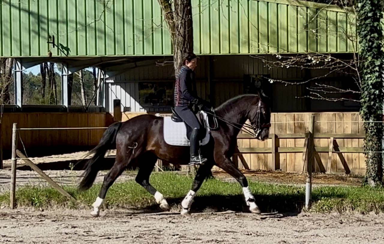 Gelding No Origin Recorded For sale 2018 Black