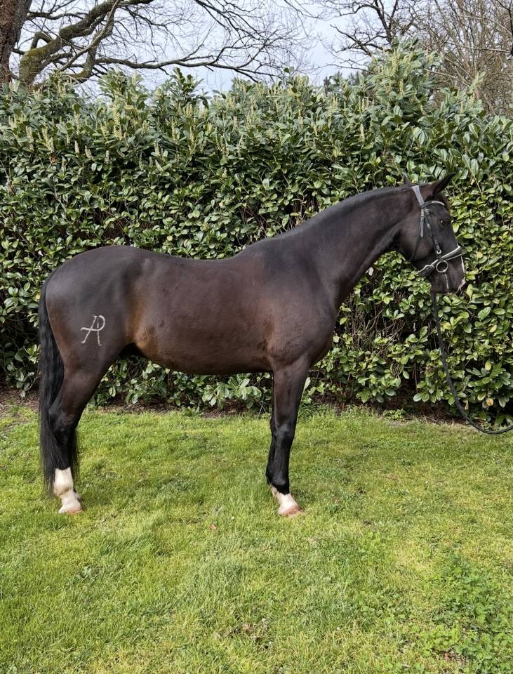 Gelding No Origin Recorded For sale 2018 Black
