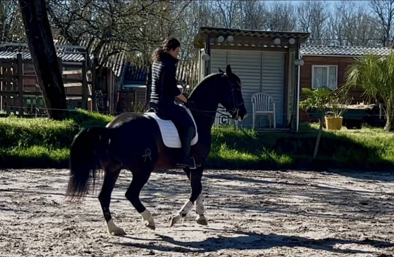 Gelding No Origin Recorded For sale 2018 Black