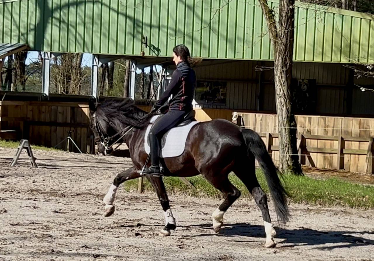 Gelding No Origin Recorded For sale 2018 Black