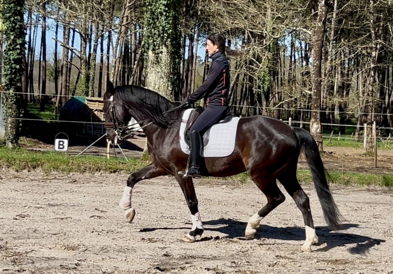 Gelding No Origin Recorded For sale 2018 Black