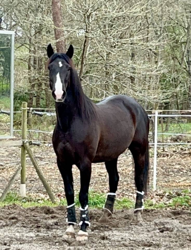 Gelding No Origin Recorded For sale 2018 Black