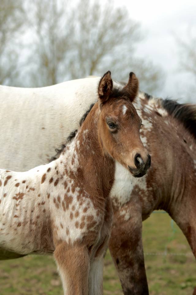 Colt Nez Perce For sale 2026 Appaloosa