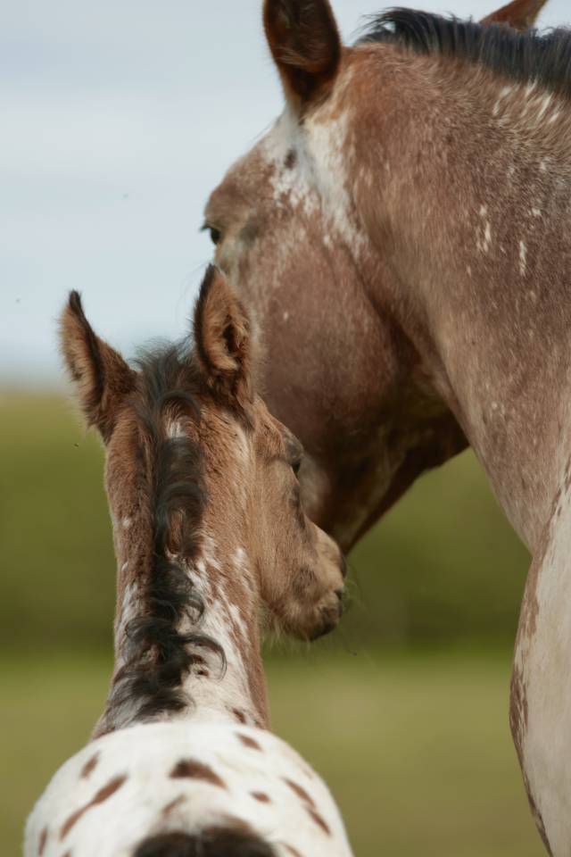Colt Nez Perce For sale 2026 Appaloosa