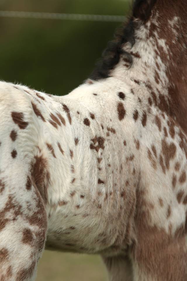 Colt Nez Perce For sale 2026 Appaloosa