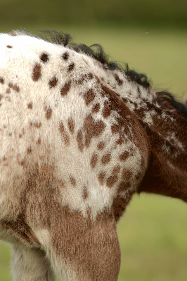 Colt Nez Perce For sale 2026 Appaloosa