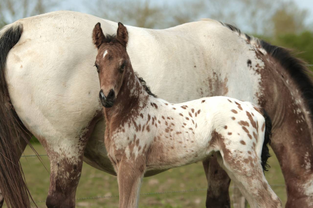 Colt Nez Perce For sale 2026 Appaloosa
