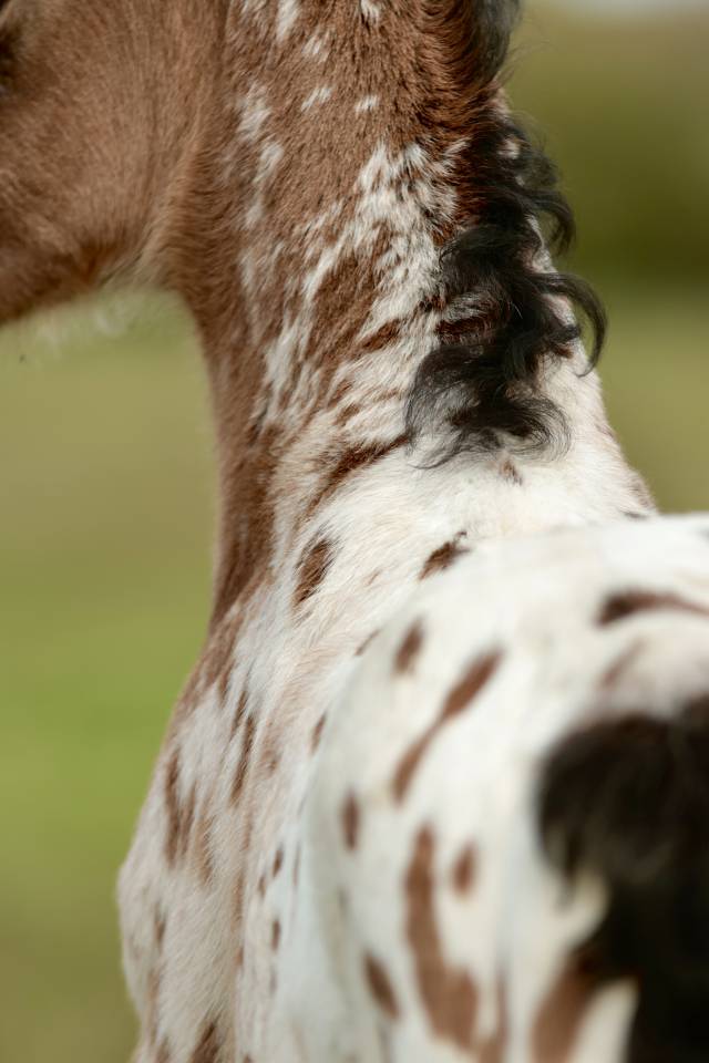 Colt Nez Perce For sale 2026 Appaloosa