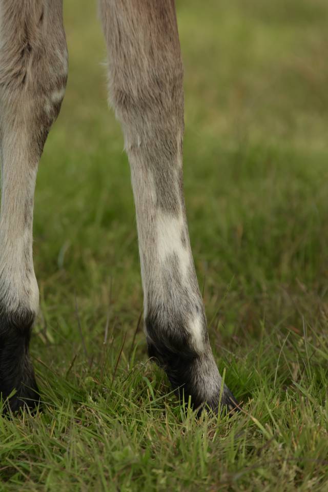 Colt Nez Perce For sale 2026 Appaloosa